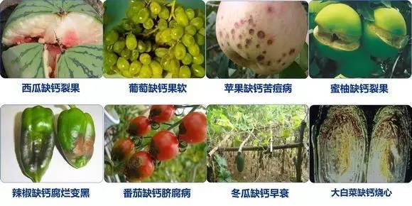 膨果增产美果增甜,膨果增产的正确方法