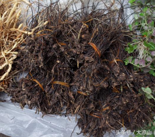 凉山德昌打造端午节传统药膳宴,凉山德昌端午节千人宴