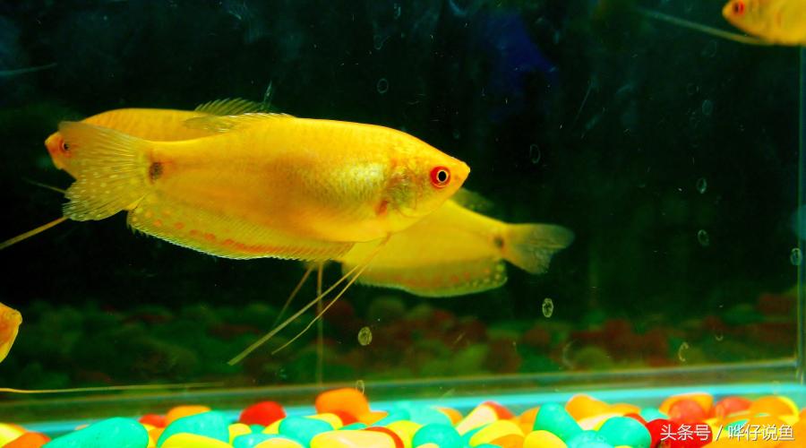 夏天宠物太热,天气热了哪些宠物鱼好养