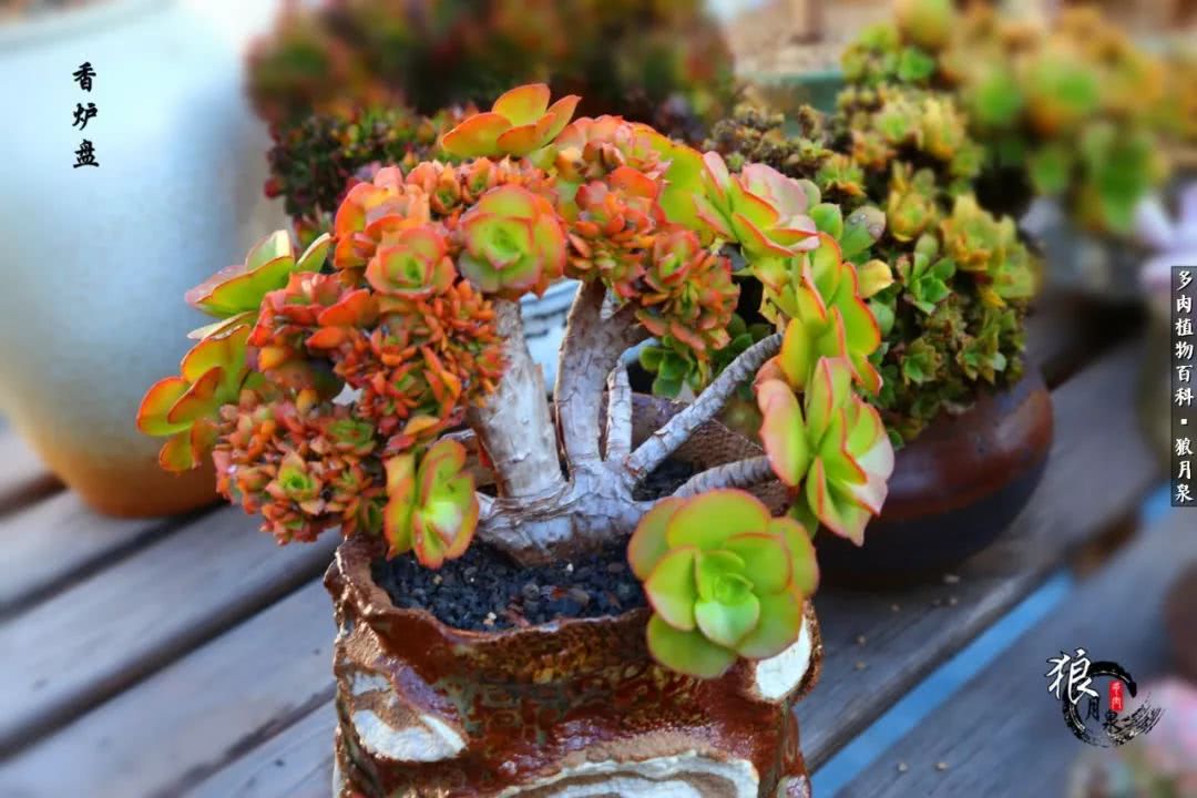 多肉度夏的前期准备,多肉度夏前杀菌