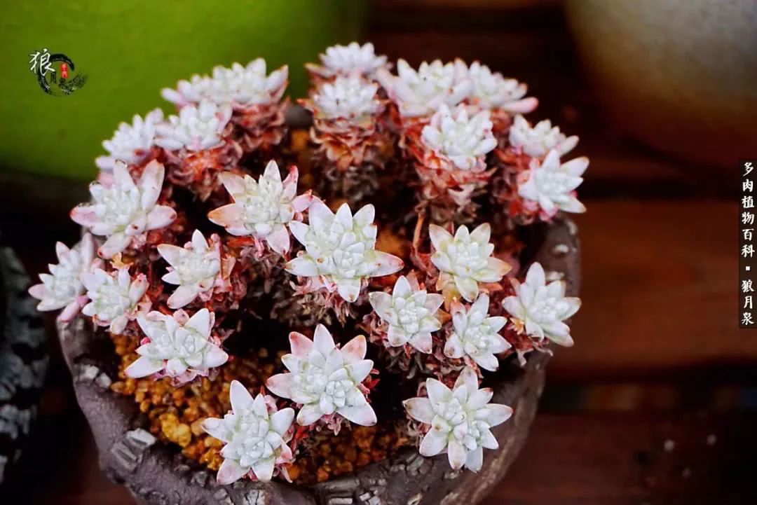 多肉度夏的前期准备,多肉度夏前杀菌