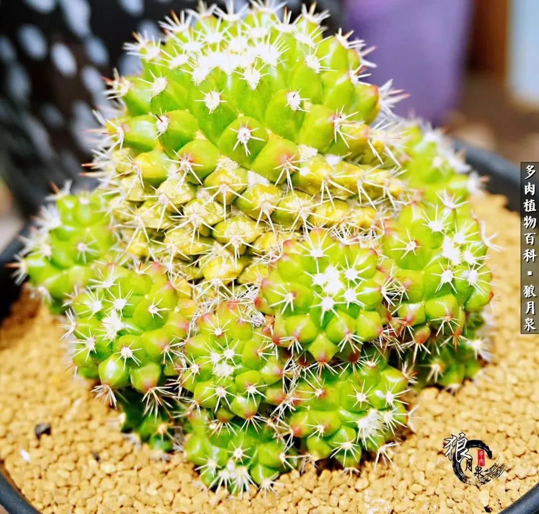 多肉度夏的前期准备,多肉度夏前杀菌