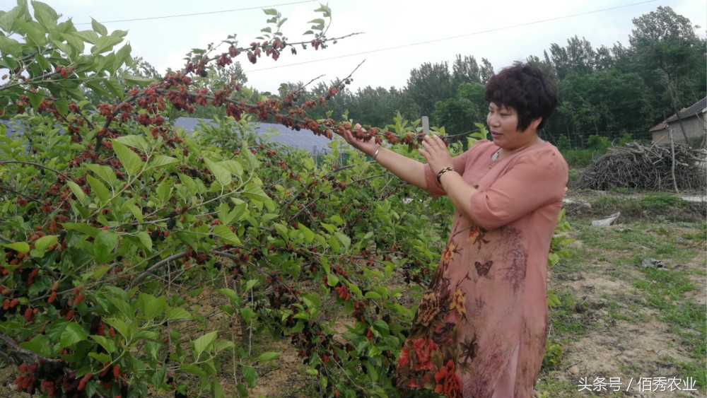人工种植野生桑葚,野生桑葚树图