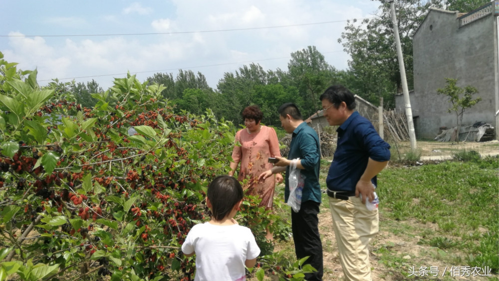 人工种植野生桑葚,野生桑葚树图
