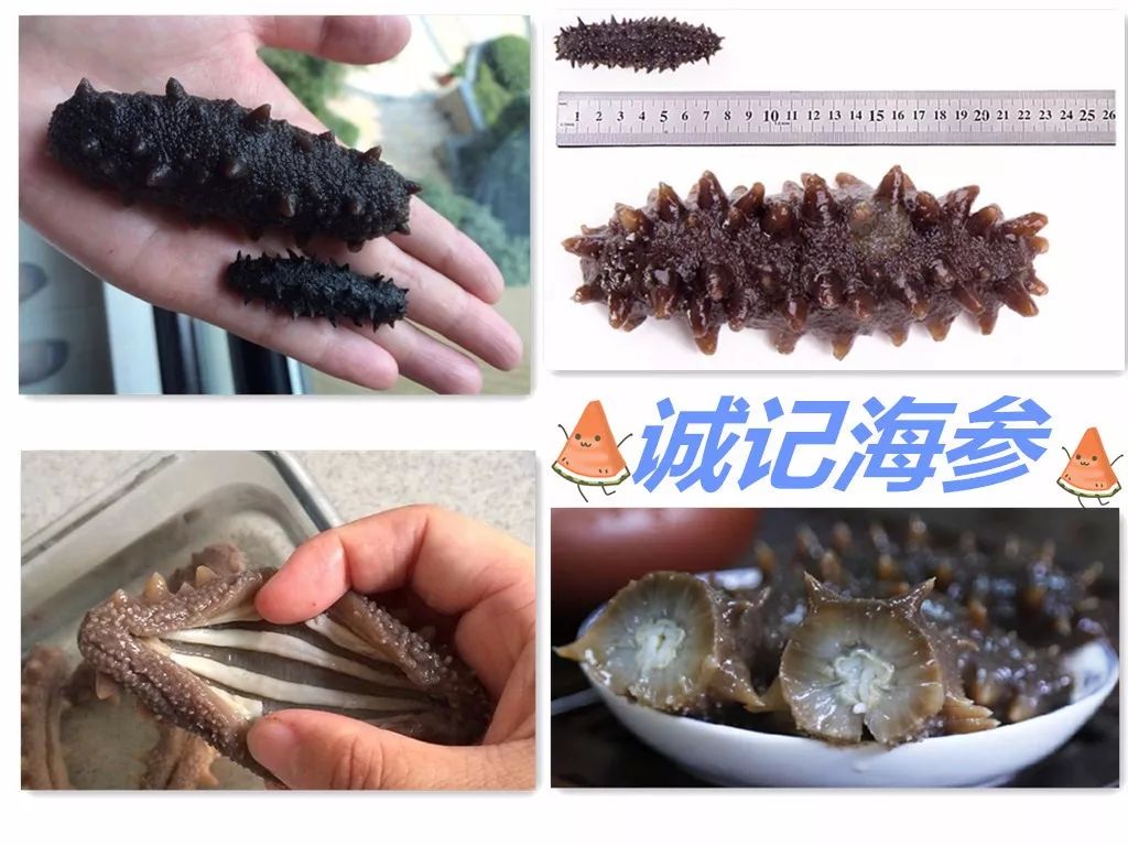 海参价格便宜的猫腻,海参市场的真实现状