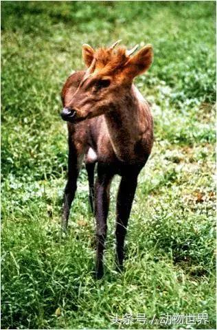 是鹿而非鹿的动物-麂