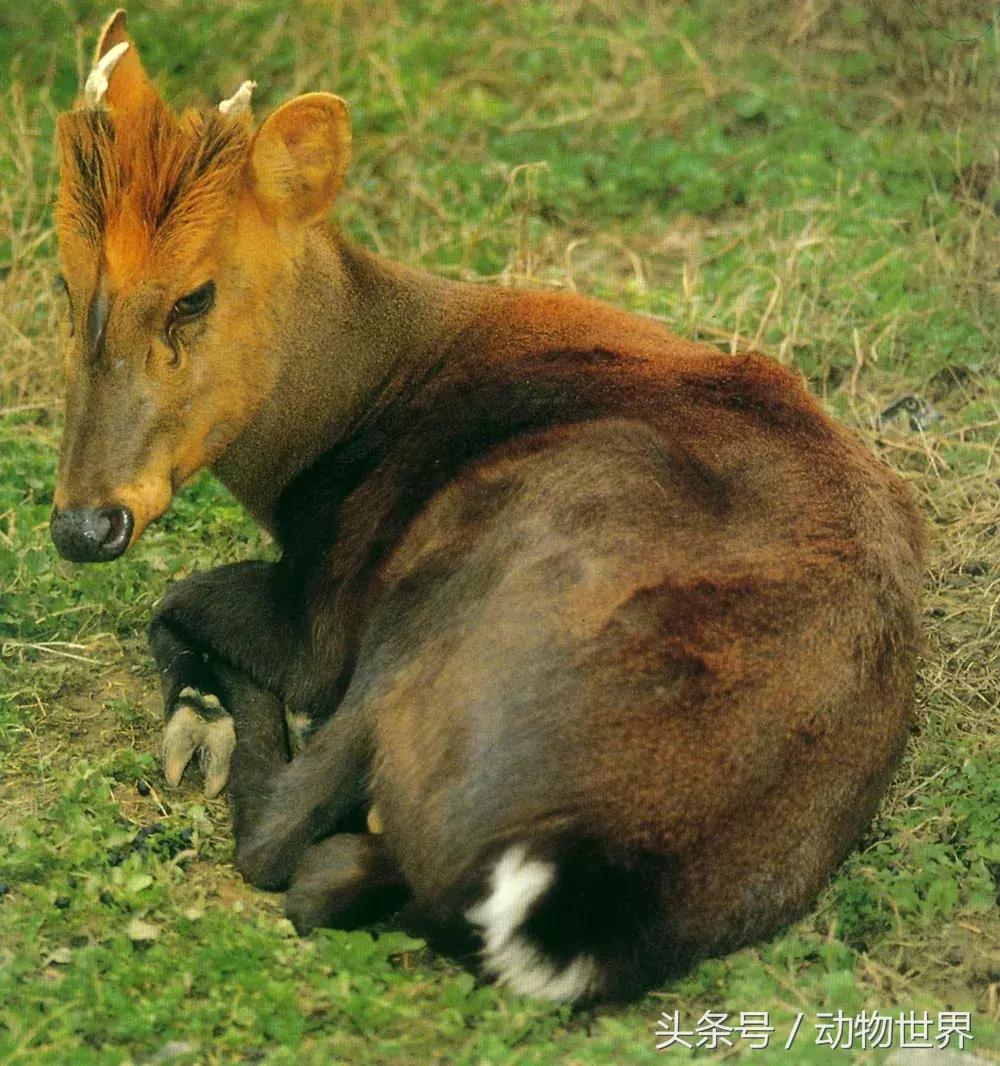 是鹿而非鹿的动物-麂