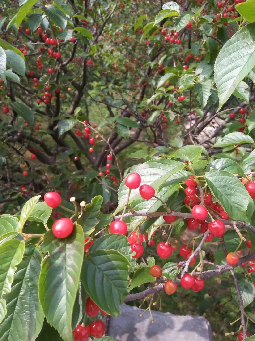 磅石村图片大全,磅石村最新视频