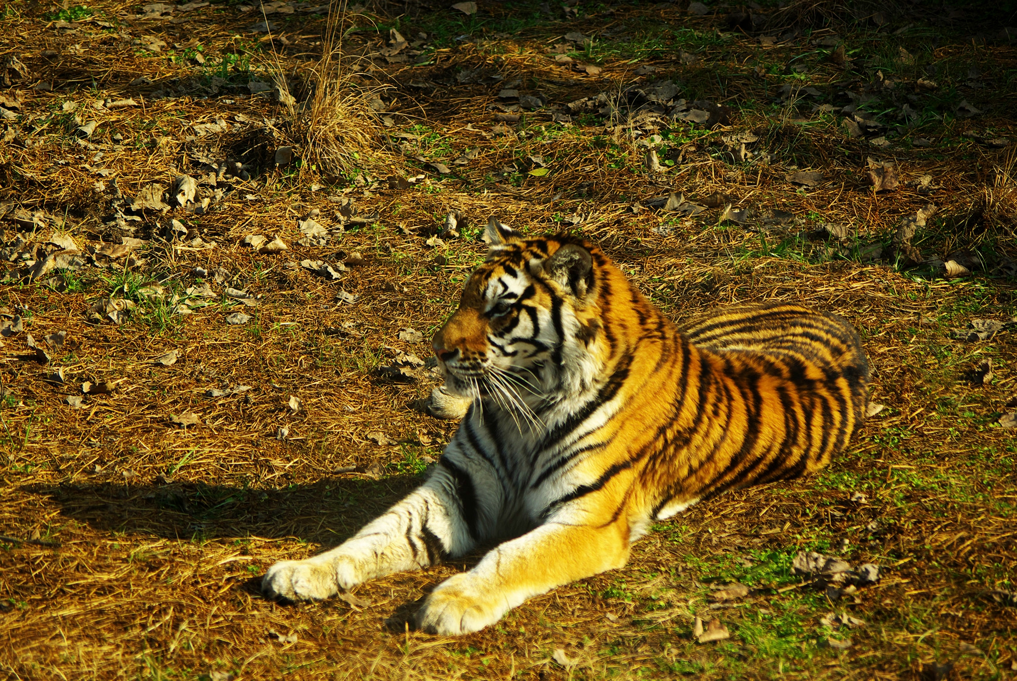 上海迪士尼值得带孩子玩吗,上海迪士尼攻略带孩子必备