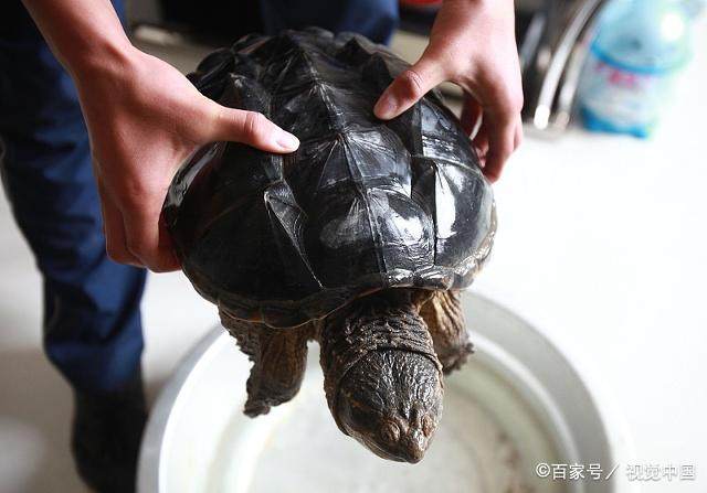 鳄龟放生的危害,鳄龟可以吃死龟吗