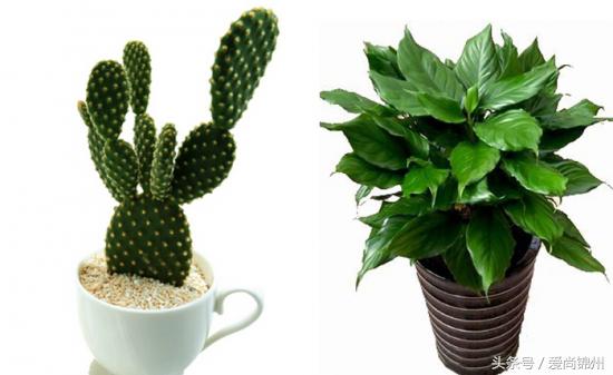 风水生肖龙年龄表,辰龙最厉害的4个属相