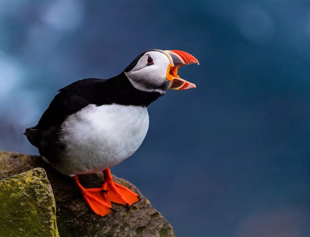 大个头大智慧,大脑门子大智慧