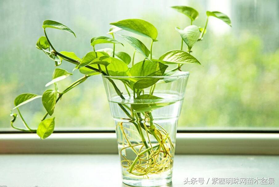 花卉绿萝怎么养才能生根,绿萝冬季栽种烂根怎么办