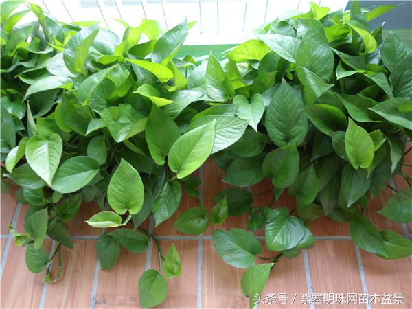 花卉绿萝怎么养才能生根,绿萝冬季栽种烂根怎么办