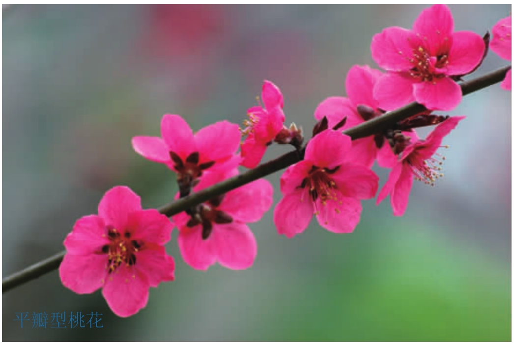 观赏桃花树盆栽种植方法,观赏桃花怎样扦插繁殖
