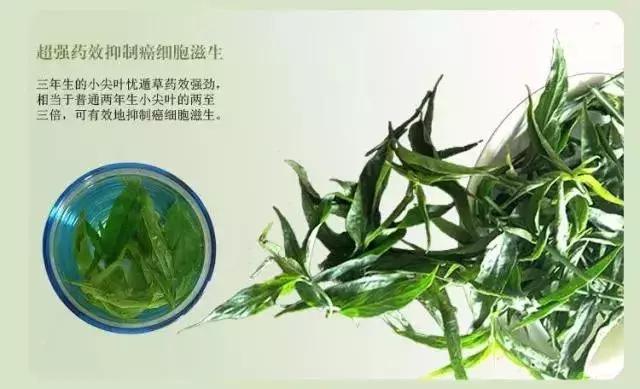 海南共享农庄批几个村庄,海南2019年首批共享农庄