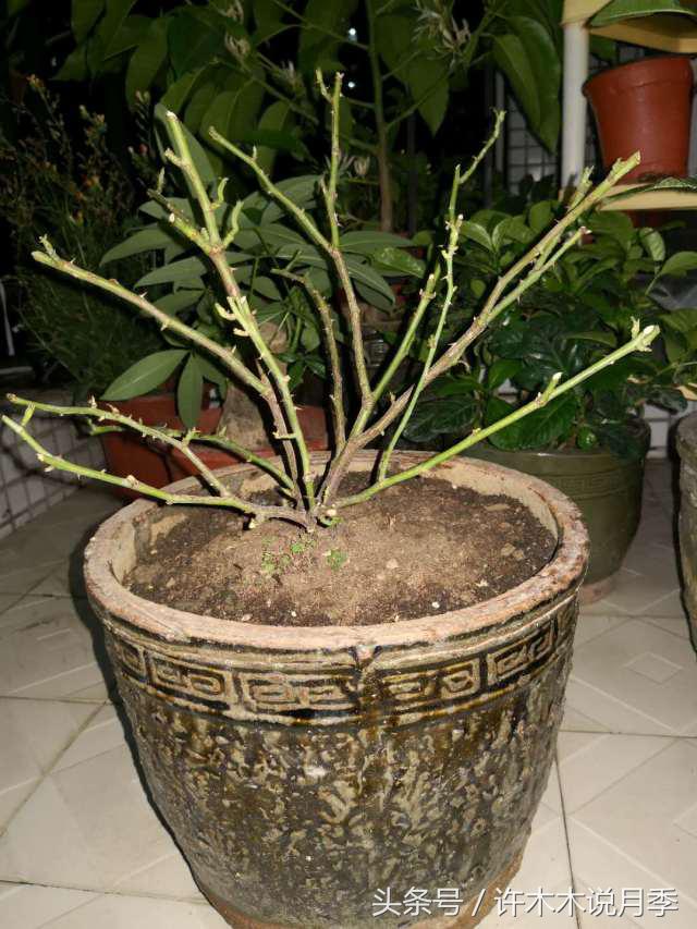 月季顶端新芽发软是什么原因,月季新芽萎蔫老叶正常是怎么回事