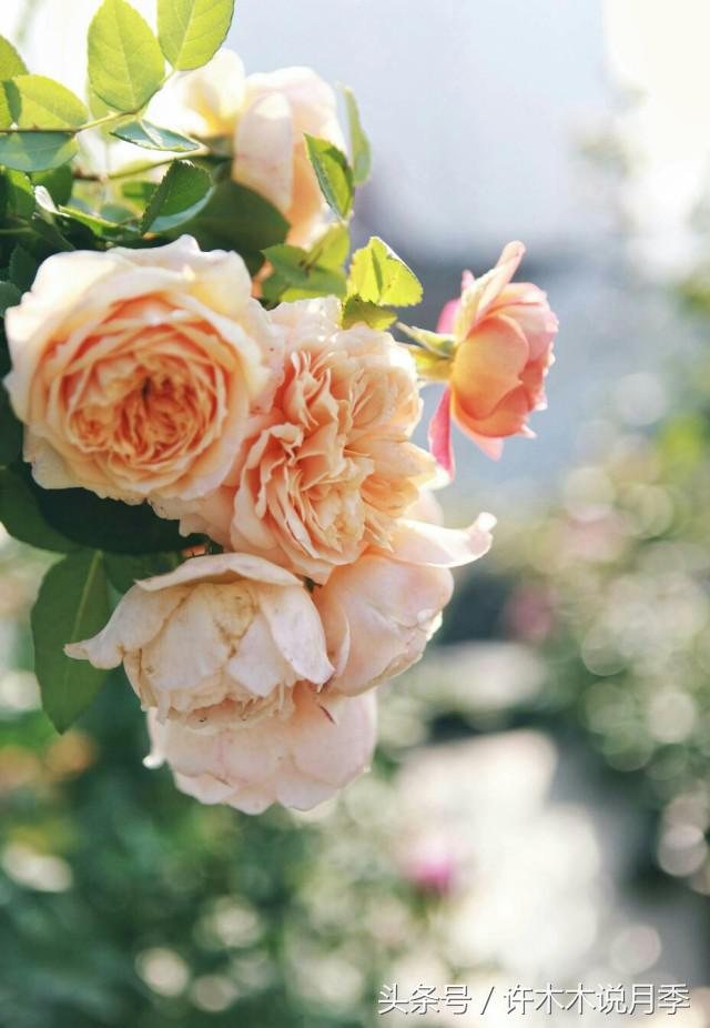 月季顶端新芽发软是什么原因,月季新芽萎蔫老叶正常是怎么回事