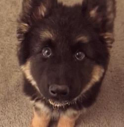 小时候的德牧小视频,德牧小时候跟小土狗一样