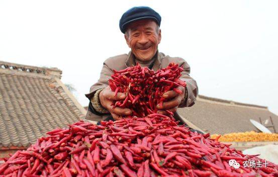 搞农业打工,搞农业的人是真的辛苦