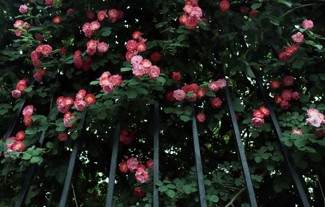 海大校花,海大双胞胎校花