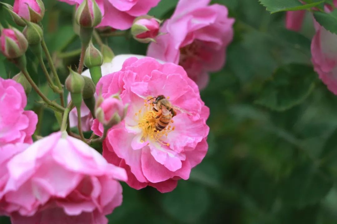 海大校花,海大双胞胎校花