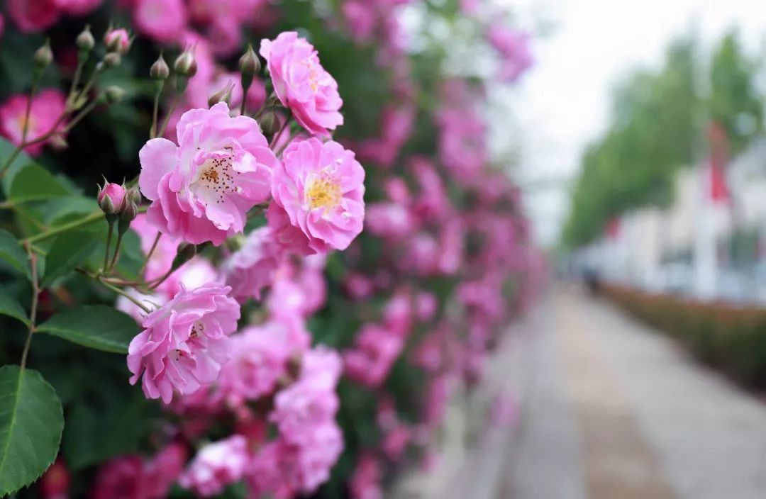 海大校花,海大双胞胎校花