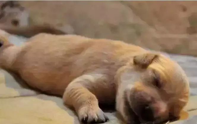 刚到家的狗狗晚上叫怎么办,为什么狗狗剃完毛晚上总是叫