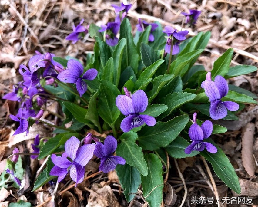 农村治疗前列腺的草红花,农村治疗前列腺增生的草有哪些