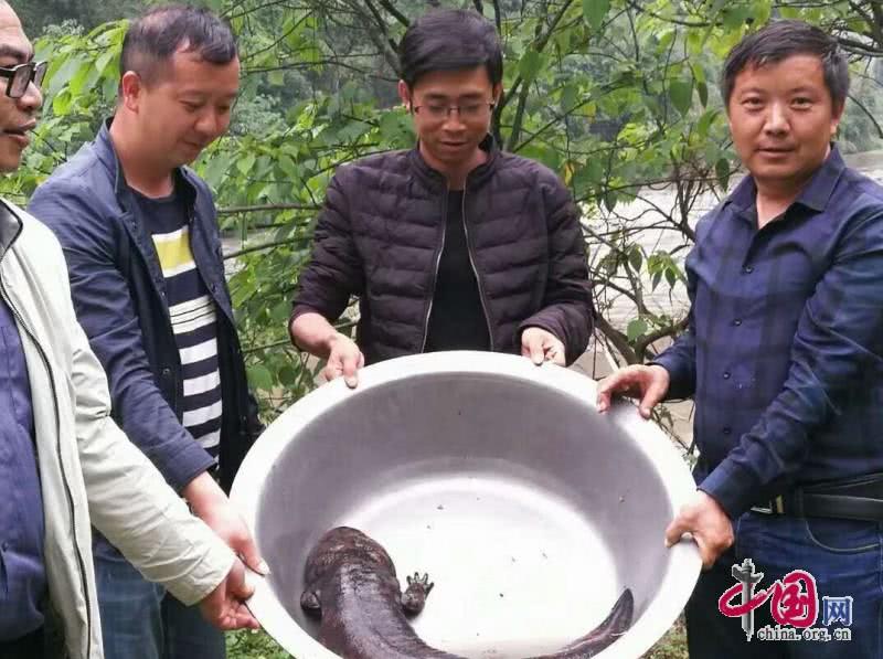 村民发现特大娃娃鱼图片,贵州一村民秧田发现野生娃娃鱼