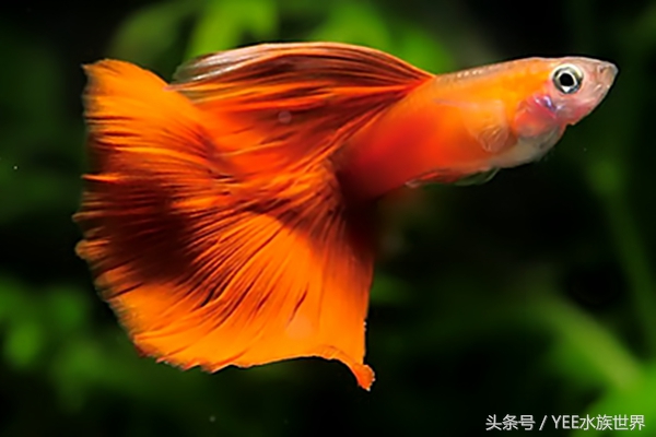 我的龙鱼王者修炼记，秘籍其实很简单