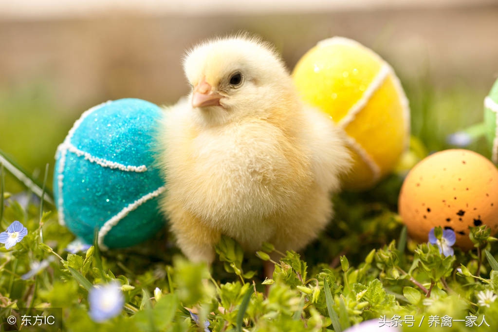 养鸡白痢病用什么药,雏鸡发生鸡白痢怎么处理