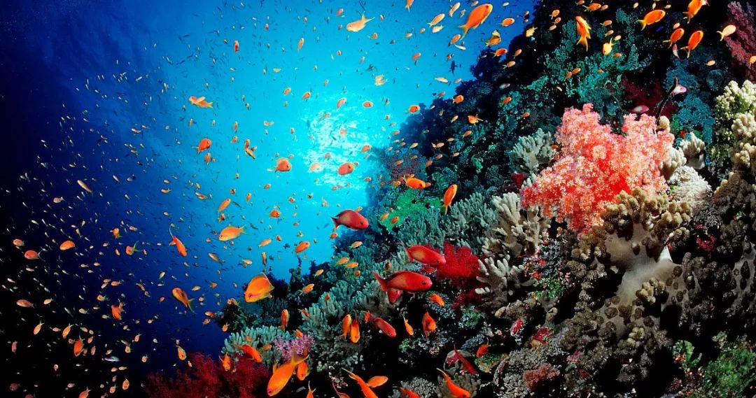 婆罗洲最神奇的探秘之旅,婆罗洲雨林探险