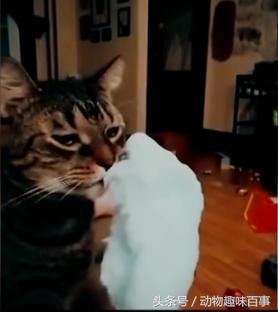 你见过猫咪喝水吗,猫咪是怎么出汗的