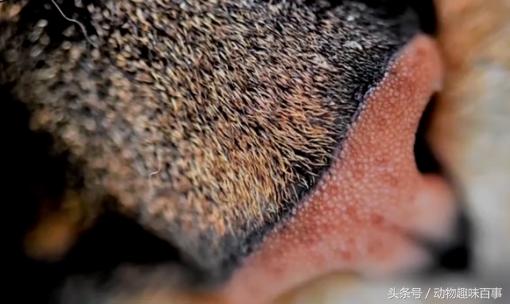 你见过猫咪喝水吗,猫咪是怎么出汗的