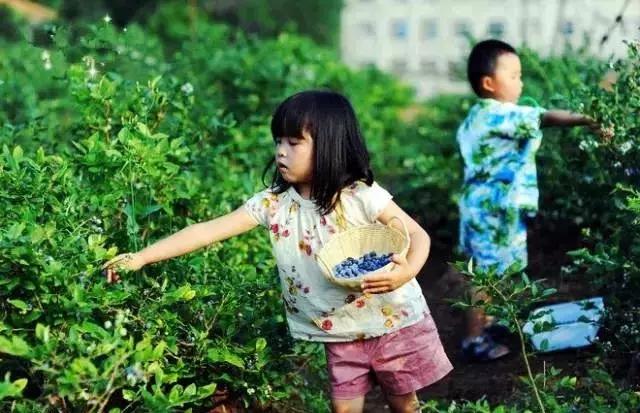 最新蓝莓采摘,蓝莓基地怎么采摘蓝莓