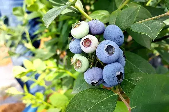 最新蓝莓采摘,蓝莓基地怎么采摘蓝莓