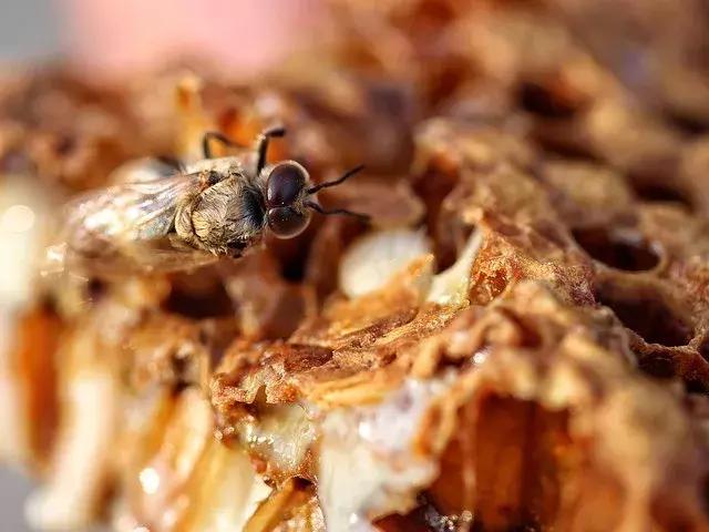 中国蜂产品行业影响力十大品牌,蜂产品十大品牌排名