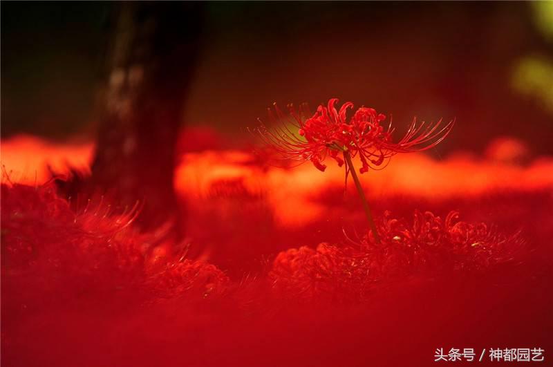 为什么曼珠沙华是死亡之花 (终有一日得见八百里黄泉曼珠沙华)