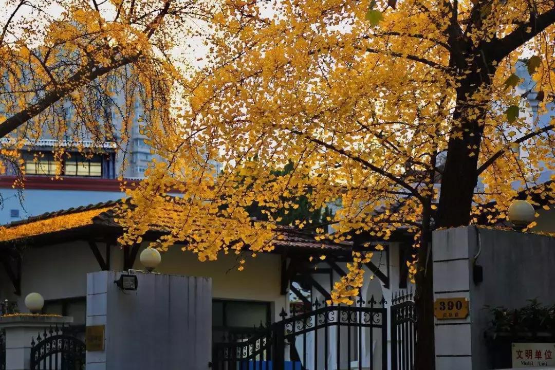 上海一日游必去十大免费景点,上海一日游最佳路线免费景点