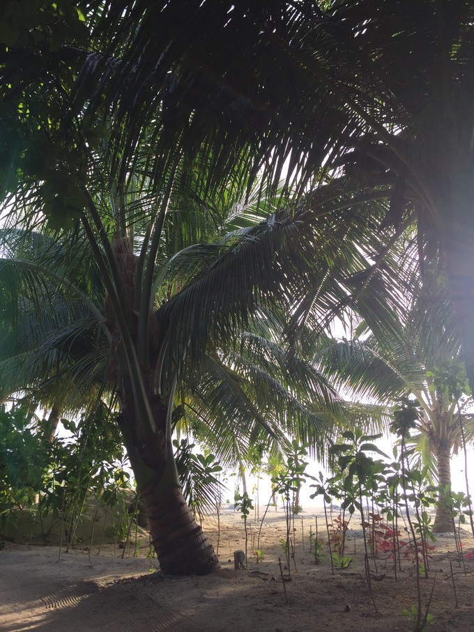 马代有毒，去过就停不下来~马尔代夫奥臻岛ozen