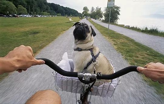 巴哥犬适合吃奶糕蛋黄狗粮吗,巴哥犬不喂狗粮会怎样