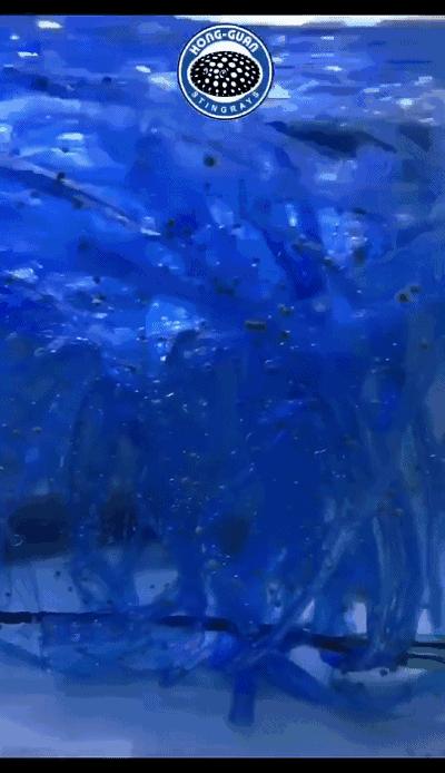 因为5毛钱的塑料带,我成功繁殖了白化火箭鱼!