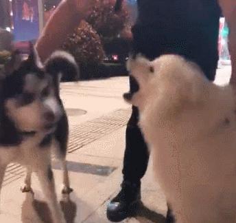 哈士奇出门遇见萨摩就害怕了,哈士奇和萨摩耶相处模式