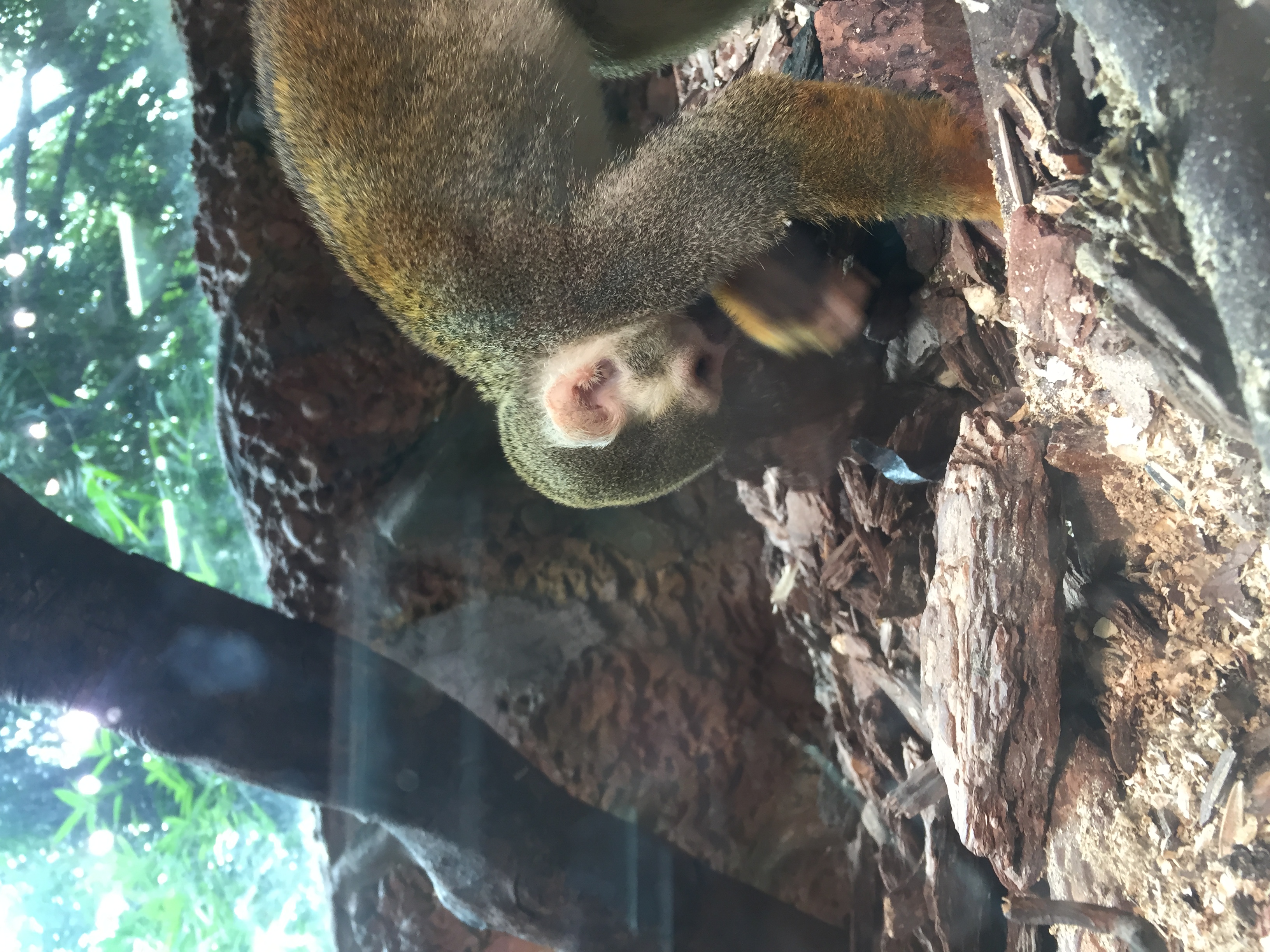 广州长隆游乐园明信片怎么写,广州长隆游记300字