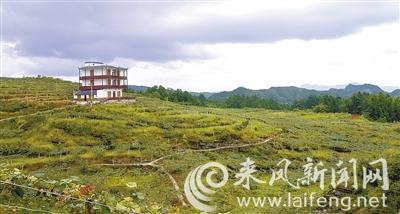 澶╃劧瀵岀榛勯叜钘よ尪,钘よ尪榛勯叜鐨勪綔鐢ㄤ笌鍔熸晥