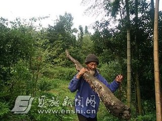 澶╃劧瀵岀榛勯叜钘よ尪,钘よ尪榛勯叜鐨勪綔鐢ㄤ笌鍔熸晥