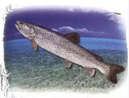 中国黑龙江的鳇鱼,探秘黑龙江鳇鱼