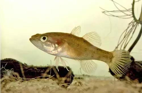 中国黑龙江的鳇鱼,探秘黑龙江鳇鱼