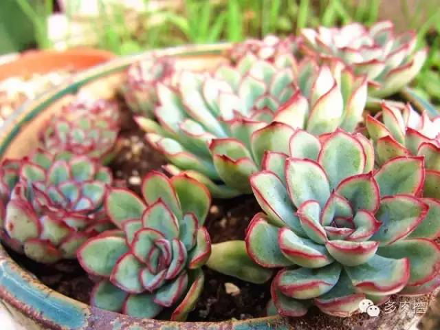 多肉徒长的原因和解决方法,多肉徒长的原因及处理方法